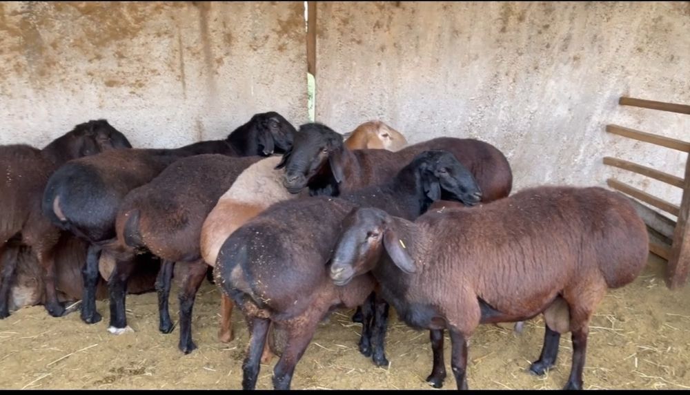 Sotiladigan qoʻchqorlar bor