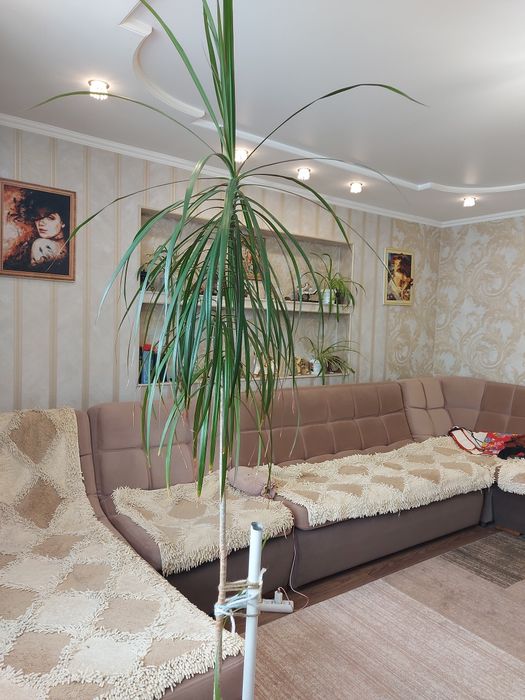 Продам Драцену стебель 180 см.