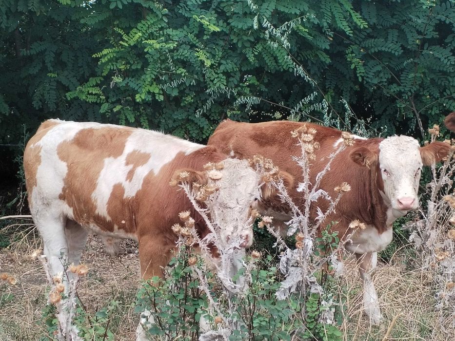 Vand tăurași si vitele ( 9 bucati)
