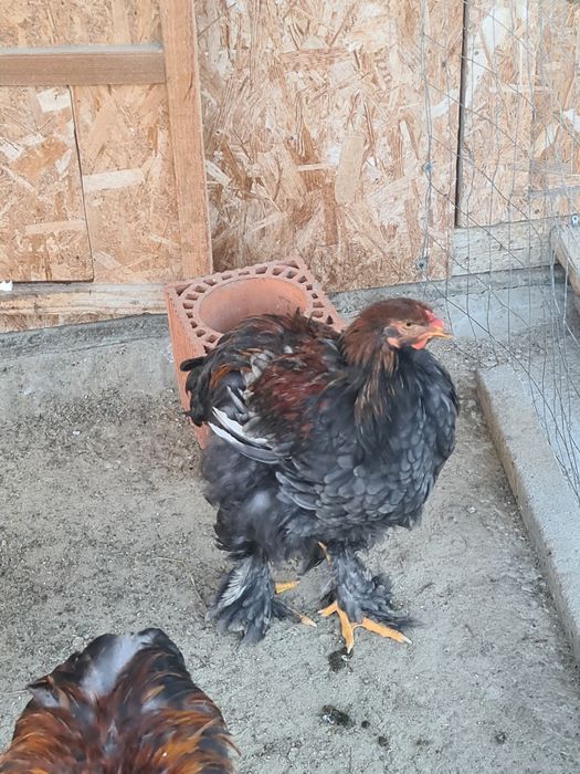 Cocosi,gaini Brahma potarnichiu,albastru si negru