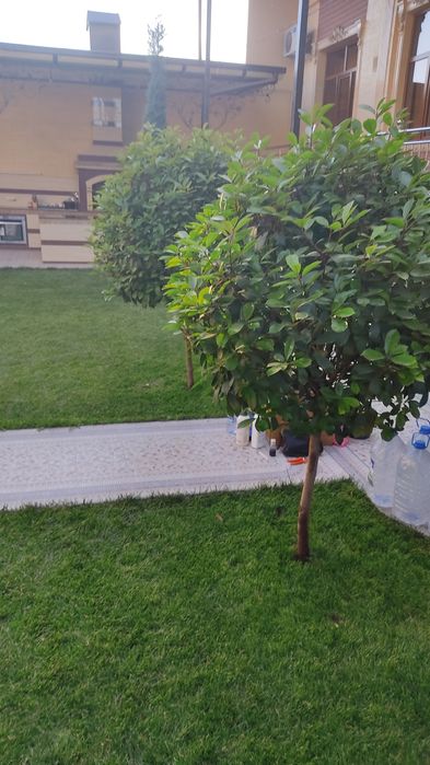 Archa kesish VA parvarish qilish