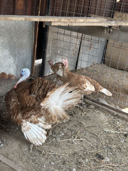 продам семью индюков