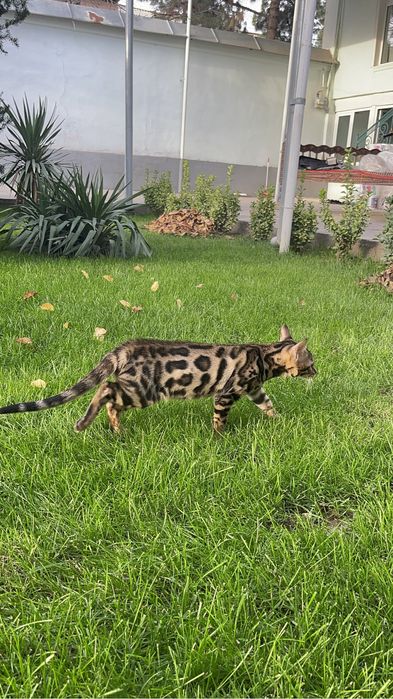 Клубные бенгальские котята