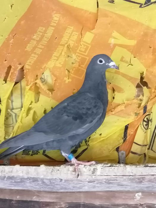 Vând pui voiajori de concurs