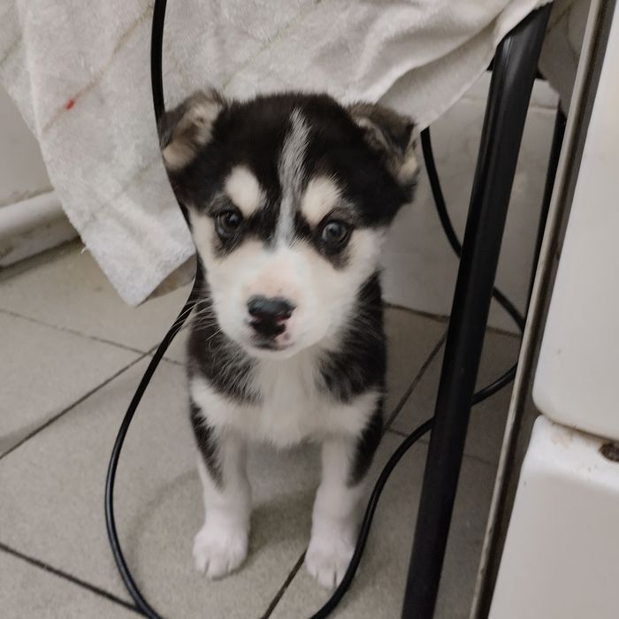 Отдам в добрые руки