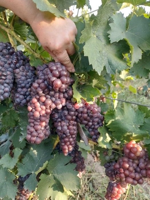 Vand must Busuioaca Bohotin