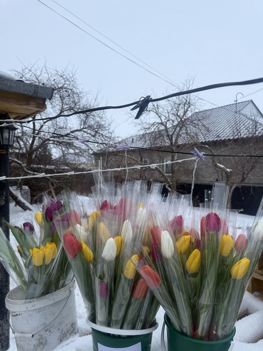 Тюльпаны К 8 Марту!