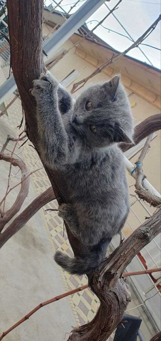 Mushuk sotiladi Sog‘lom yoqimtoy mushik bolasi mishiq