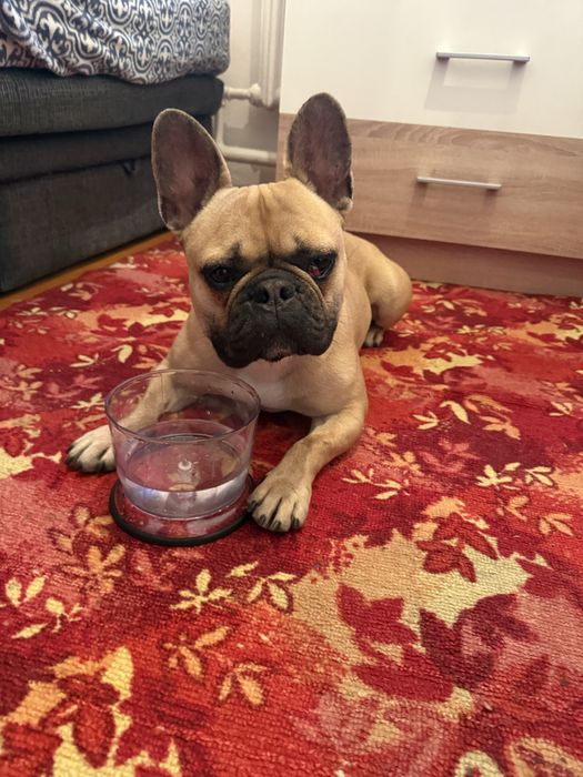 Собака француский бульдог