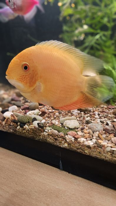 Продам Цихлазому Северум 15 см