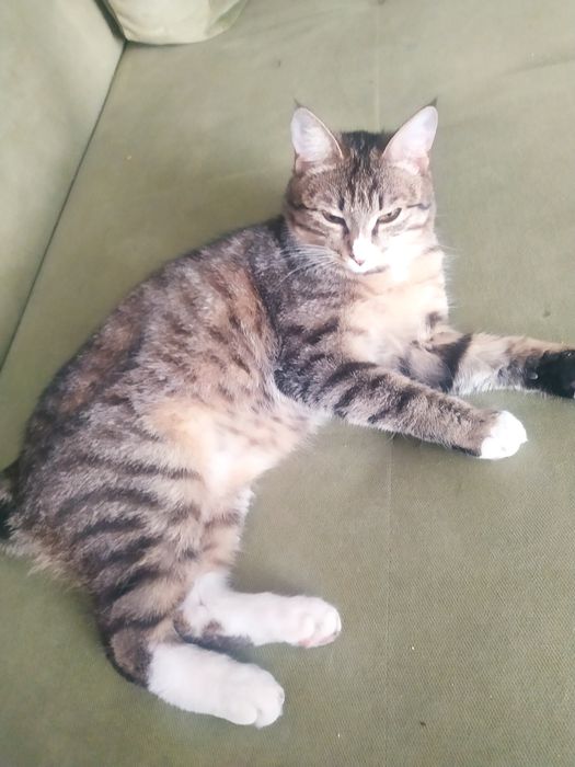 Животные кошечка