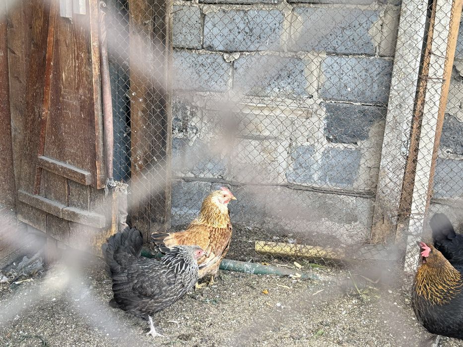 Продаются 8 домашних кур