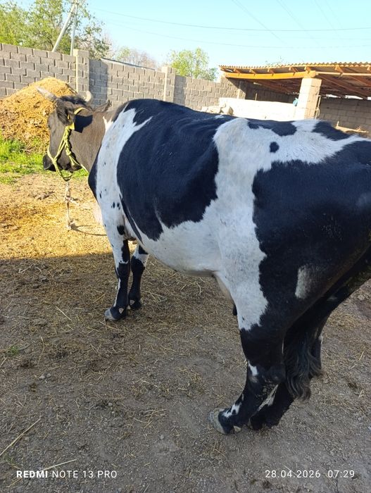 Сауын сиыр сатылады