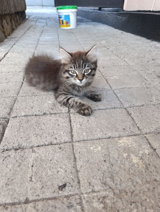 Отдам котят. Кушают всё.