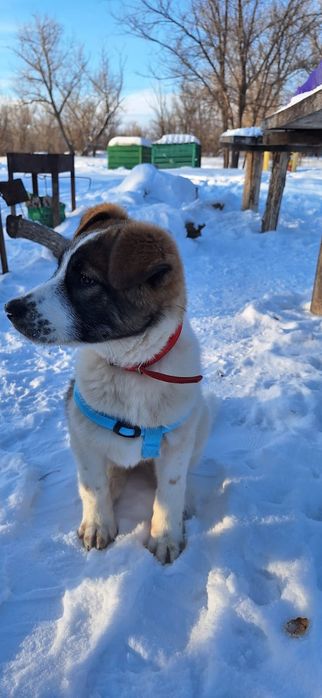 Отдам бесплатно в добрые руки