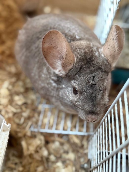 Pereche chinchilla