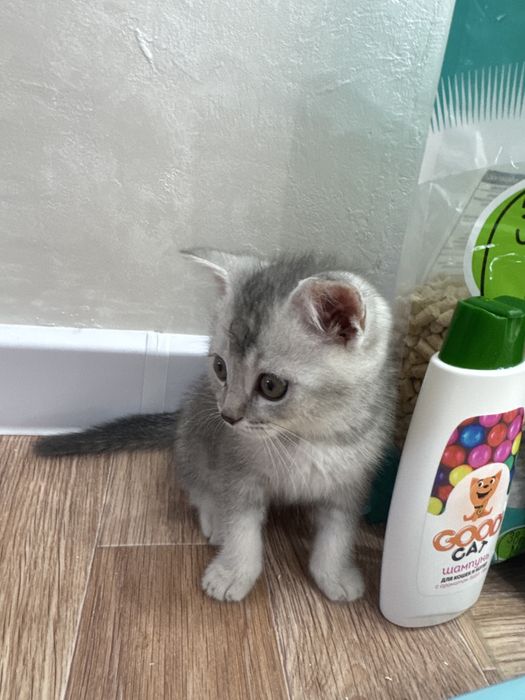 Котенок шатландский