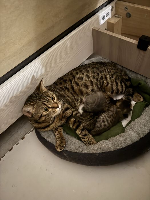 Бенгалские котики