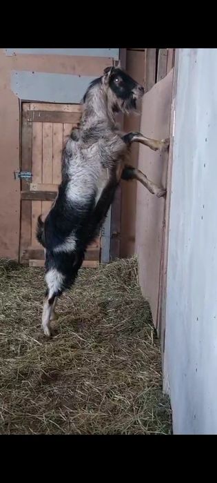 Альпийские козы.