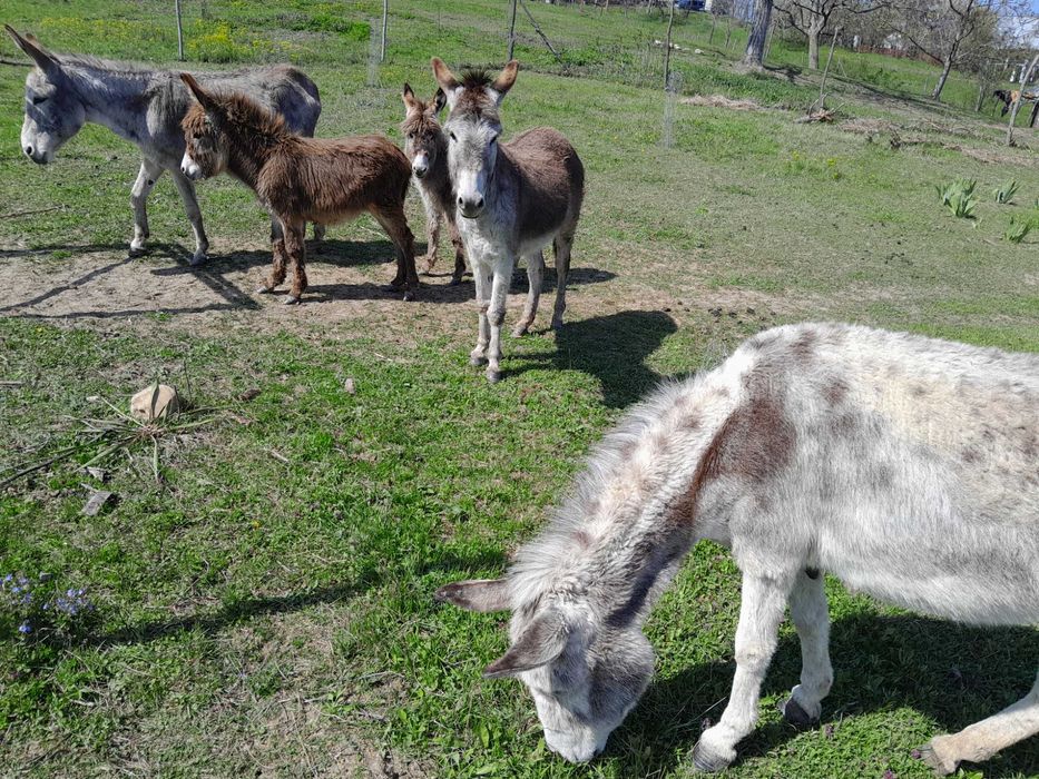 Vand 2 magarite pe lactatie, cu pui si 1 magarita gestanta