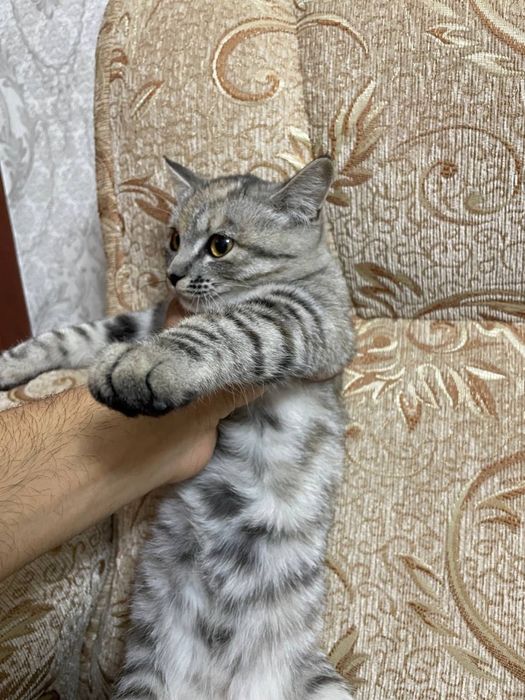 Кошка чистая аккуратная