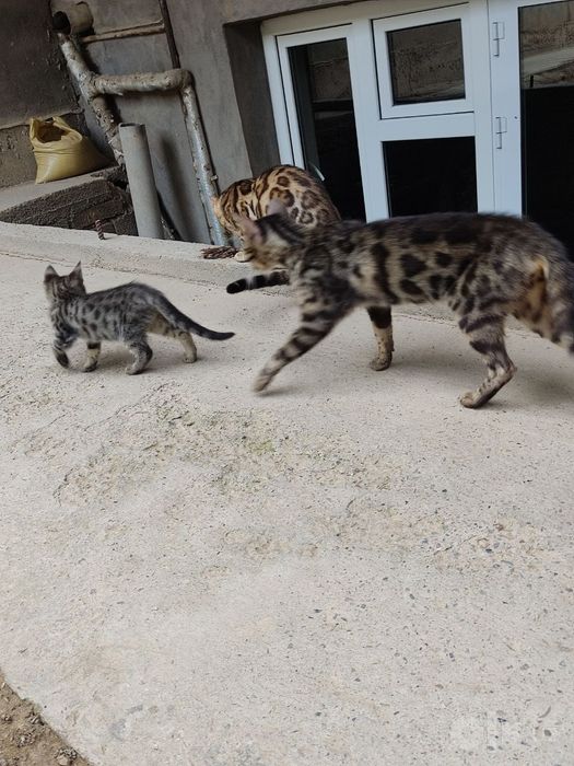 Продам Бенгальские кошки