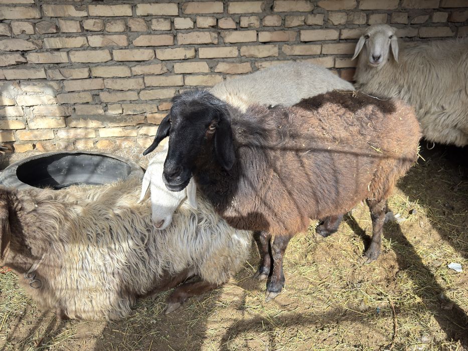 Buguz quylar sotiladi tezda