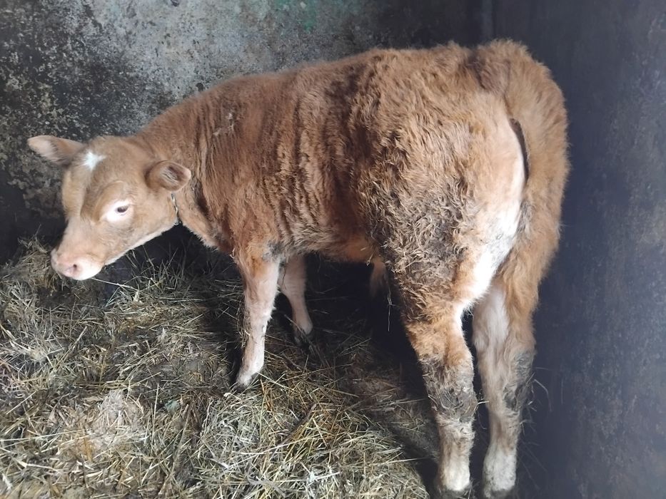 Vând vițel de 2 luni