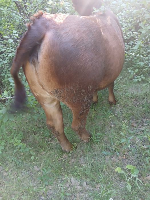 Vand vaca si juninca