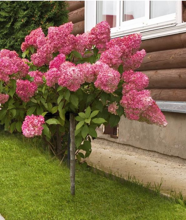 Hortensie De Gradina Copac Ciumbrud • OLX.ro