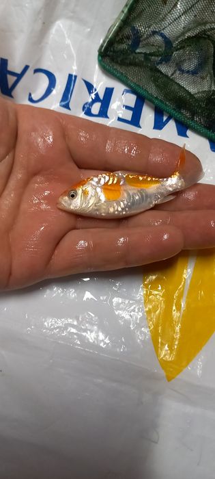 Продавам малки рибки Кои.