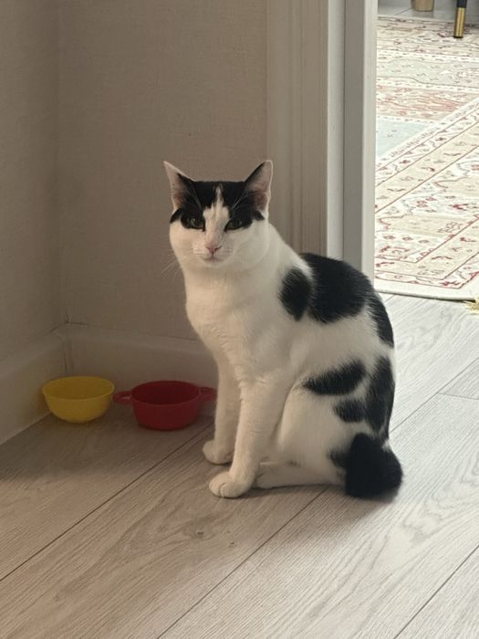 Отдам кота в добрые руки! Астана