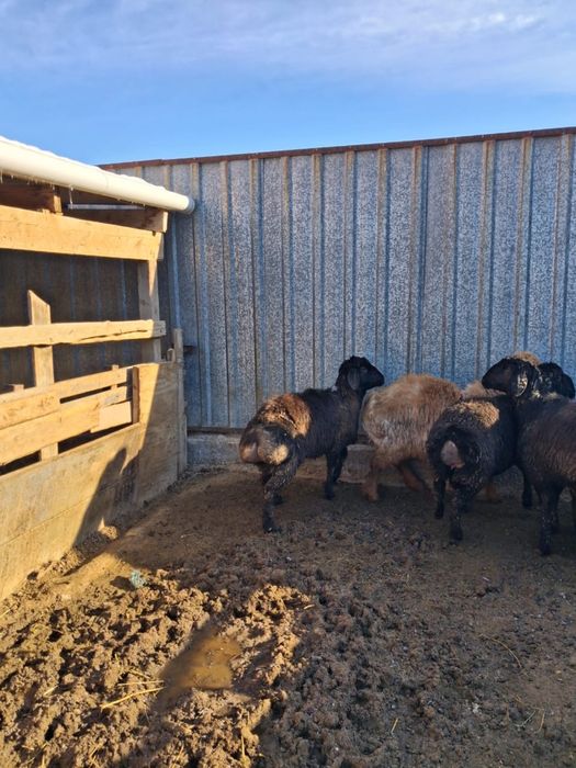 Бір бір жарым жасар тоқтылар сатылады. Сауда бар