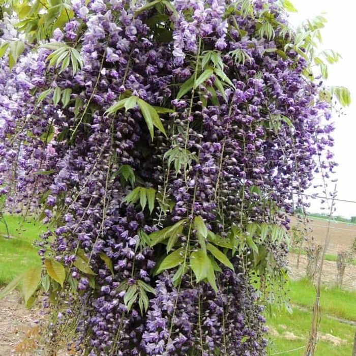 Glicina ' Wisteria ( floare batuta) soi Italian' Toscana ' 190cm