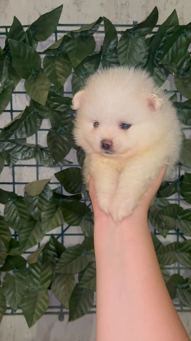 Pomeranian mini spitz