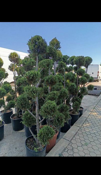 Озеленяване и поддръжка за вашата градина