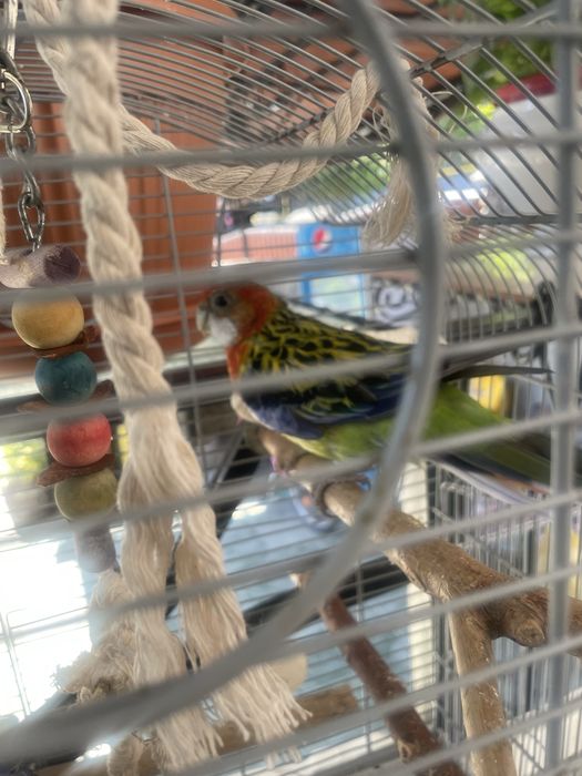 Vand papagal rosella