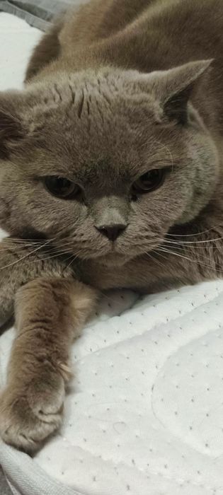 ПРОПАЛ КОТ шотландец