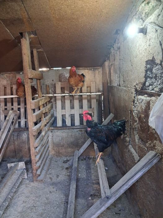 Продам петухов молодняк