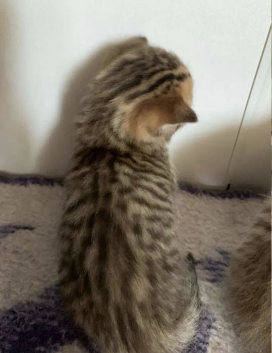 Британские котята