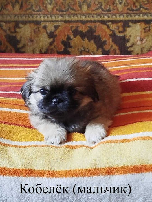 Продам щенков "Пекинесиков"
