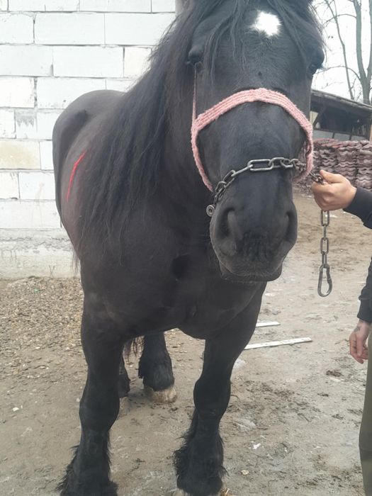 Este de vânzare 2 iepe de 4 ani si 5 ani maimulte detalii înprivat