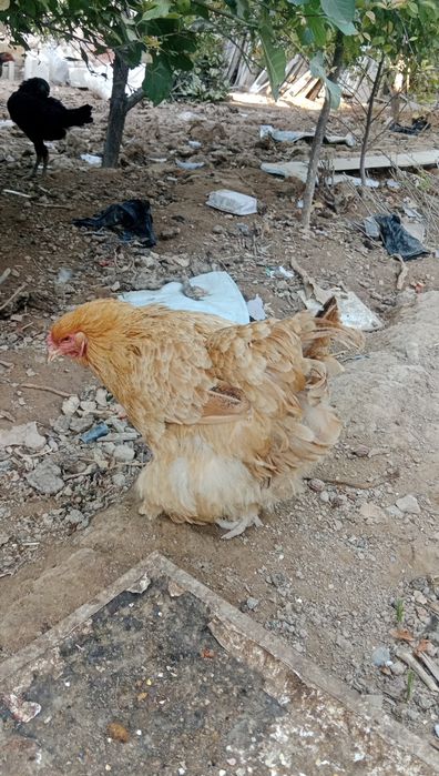 Дамашни, брама товуклар, брама хороз сотилади.