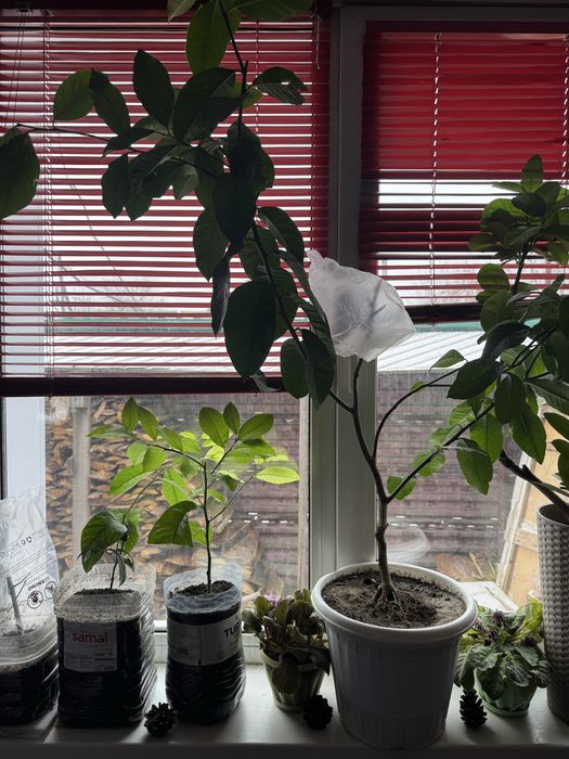 Апельсины Лимоны Лайм