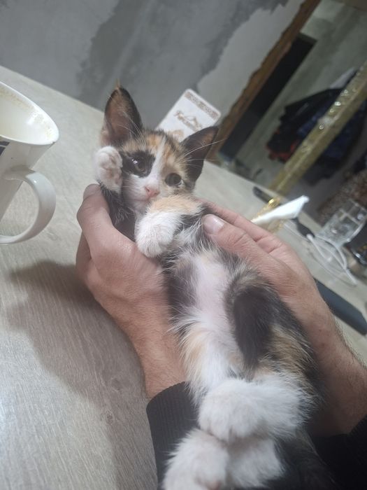 Кошечка 3 месяца