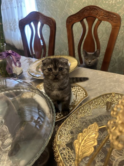 Aqilli muloyim momiq igrushkadek mushukchalar