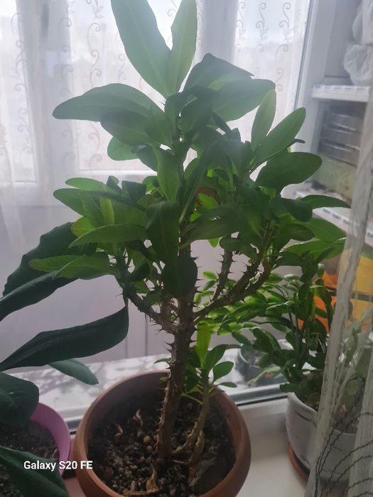 Продаю цветы.. комнатные