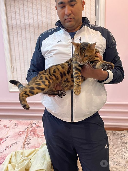 Бенгальская кошка