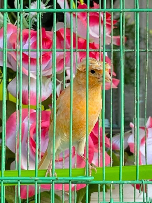 Канарейка шмель продам