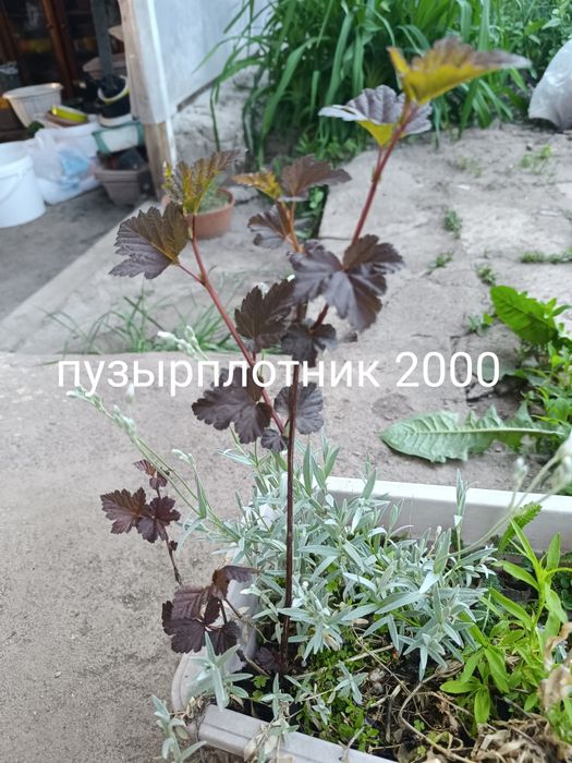 Продам цветы многолетний